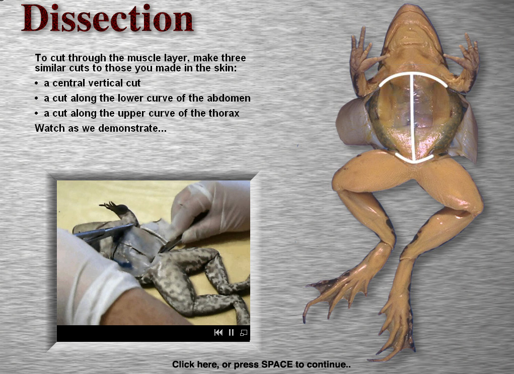 virtual frog dissection middle school